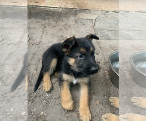 German Shepherd Dog-Malinois Mix Puppy for sale in IND HBR BCH, FL, USA