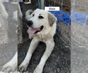 Great Pyrenees Puppy for sale in LOCKHART, TX, USA