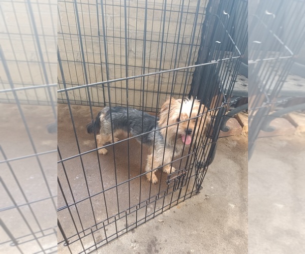 Medium Photo #4 Yorkshire Terrier Puppy For Sale in JOHNSTOWN, PA, USA