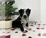 Small #2 Australian Cattle Dog-Miniature Australian Shepherd Mix