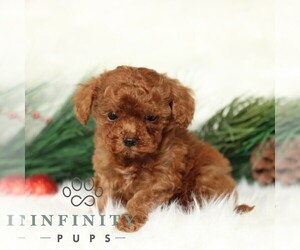 Poodle (Toy) Puppy for sale in CHRISTIANA, PA, USA