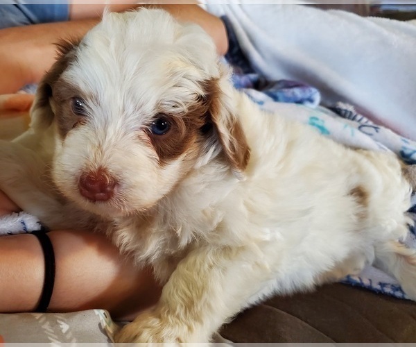 Medium Photo #2 Bernedoodle (Miniature) Puppy For Sale in LEETONIA, OH, USA