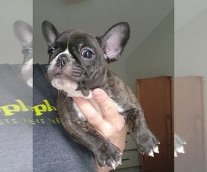 French Bulldog Dog for Adoption in FT MYERS, Florida USA