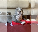 Small Photo #22 American Bully Puppy For Sale in LUBBOCK, TX, USA
