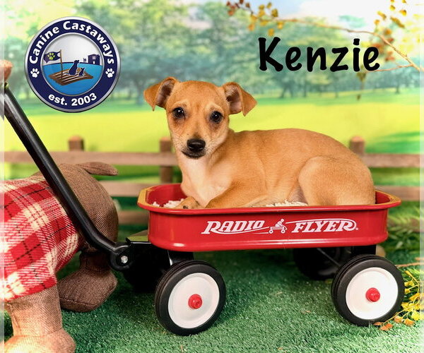 Medium Photo #7 Chiweenie Puppy For Sale in Arcadia, FL, USA