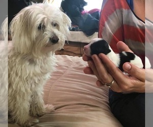 Father of the Maltese puppies born on 11/18/2020