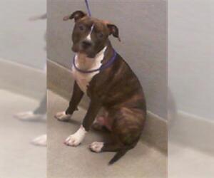 American Pit Bull Terrier-Unknown Mix Dogs for adoption in Las Vegas, NV, USA