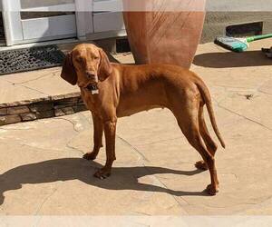 Mother of the Vizsla puppies born on 07/18/2025