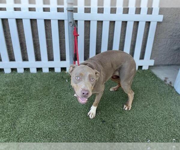 Medium Photo #1 American Pit Bull Terrier Puppy For Sale in Modesto, CA, USA
