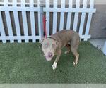 Small American Pit Bull Terrier