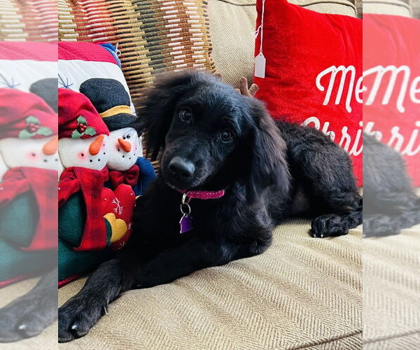 Medium Photo #4 Australian Shepherd Puppy For Sale in Mundelein, IL, USA