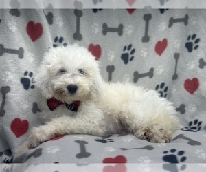 Goldendoodle (Miniature) Puppy for sale in LAKELAND, FL, USA