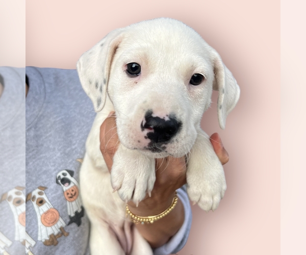 Medium Photo #1 Pointer-Unknown Mix Puppy For Sale in Rockville, MD, USA