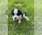 Small Photo #11 Aussiedoodle Miniature  Puppy For Sale in COMMERCE, MI, USA