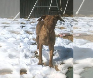 Mutt Dogs for adoption in Boston, MA, USA