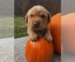 Labrador Retriever Puppy for sale in NEOLA, WV, USA