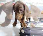 Small Photo #5 Dachshund Puppy For Sale in EVANSDALE, IA, USA