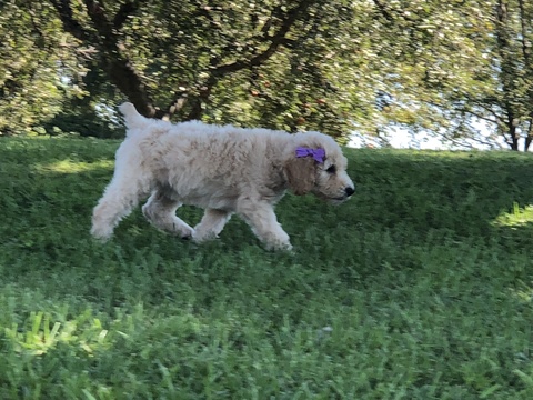 Medium Photo #7 Poodle (Standard) Puppy For Sale in AUGSBURG, IL, USA