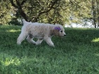 Small Photo #7 Poodle (Standard) Puppy For Sale in AUGSBURG, IL, USA