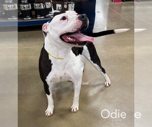 American Bulldog-Unknown Mix Dogs for adoption in Parker Ford, PA, USA