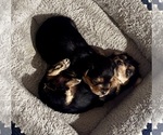 Small #4 Yorkshire Terrier