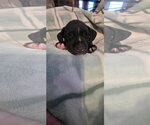 Small #1 Black Mouth Cur Mix