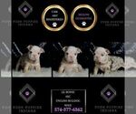 Small Photo #6 English Bulldog Puppy For Sale in WARSAW, IN, USA