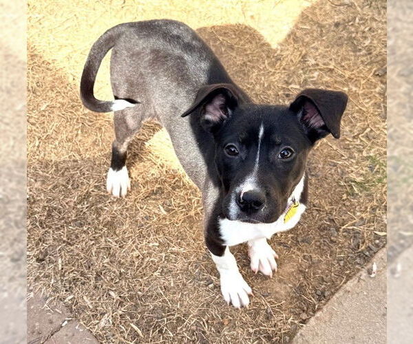 Medium Photo #1 Mutt Puppy For Sale in Oklahoma City, OK, USA