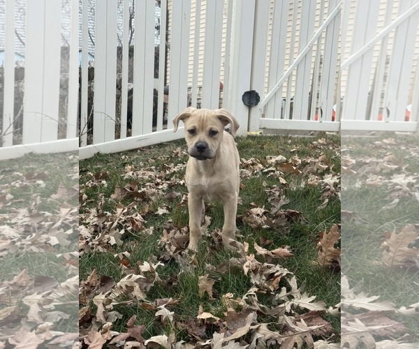 Medium Photo #4 Labrottie Puppy For Sale in MIDWAY, UT, USA