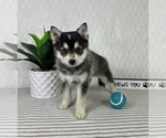Small #1 Pomsky