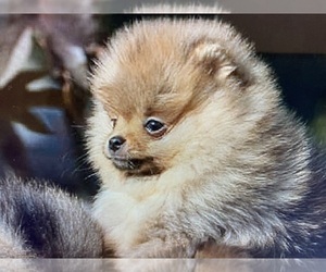 Pomeranian Puppy for Sale in CEDAR GROVE, North Carolina USA