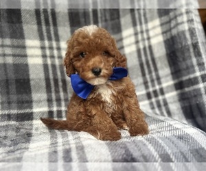 Cavapoo Puppy for sale in LAKELAND, FL, USA