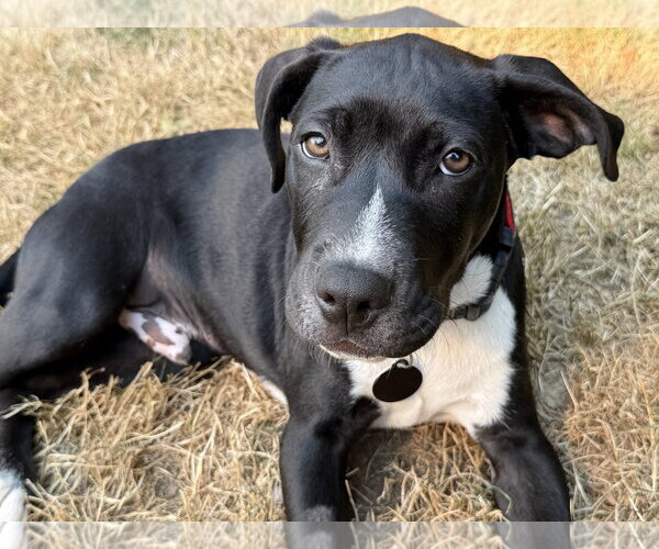 Medium Photo #1 Labrador Retriever-Unknown Mix Puppy For Sale in Bellevue, WA, USA