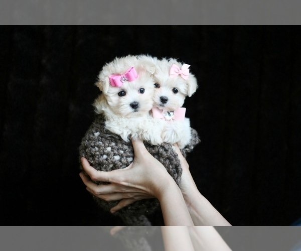 Medium Photo #6 Pomeranian Puppy For Sale in TAMPA, FL, USA