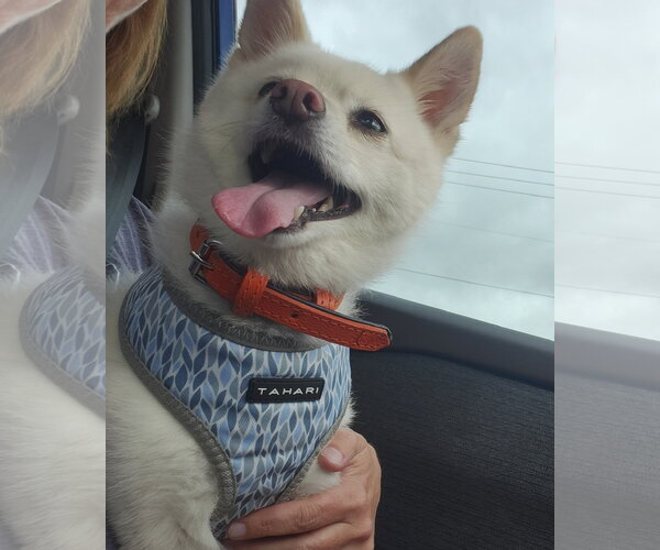 Medium Photo #1 Pomsky Puppy For Sale in McKinney, TX, USA