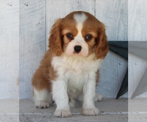 Cavalier King Charles Spaniel Puppy for sale in FREDERICKSBURG, OH, USA