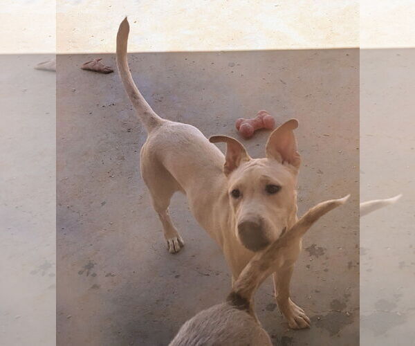 Medium Photo #3 American Staffordshire Terrier-Labrador Retriever Mix Puppy For Sale in Pena Blanca, NM, USA