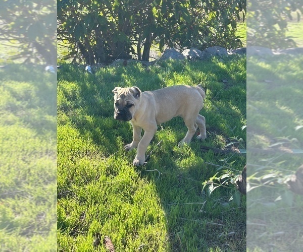 Medium Photo #4 Cane Corso Puppy For Sale in OCEANSIDE, CA, USA