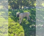 Small Photo #5 Cane Corso Puppy For Sale in OCEANSIDE, CA, USA