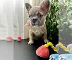 Small #1 French Bulldog