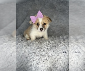 Pembroke Welsh Corgi Puppy for sale in INDIANAPOLIS, IN, USA