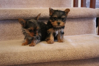 Yorkshire Terrier Puppy for sale in PARKER, CO, USA