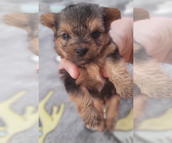 Medium Photo #205 Yorkshire Terrier Puppy For Sale in AKRON, OH, USA
