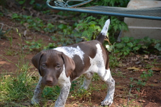 German Shorthaired Pointer Puppy for sale in STILLWATER, OK, USA