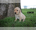 Small Photo #4 Golden Retriever Puppy For Sale in LA RUSSELL, MO, USA