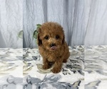 Small #1 Poodle (Miniature)