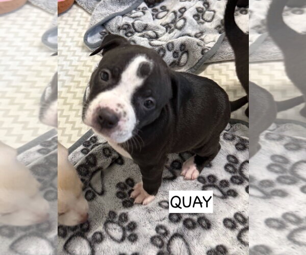 Medium Photo #2 American Staffordshire Terrier-Unknown Mix Puppy For Sale in Gilberts, IL, USA