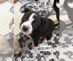 Small #1 American Staffordshire Terrier Mix