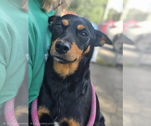 Roxy - Female Miniature Pinscher Dog for Adoption - Photo #3