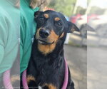 Small #2 Miniature Pinscher